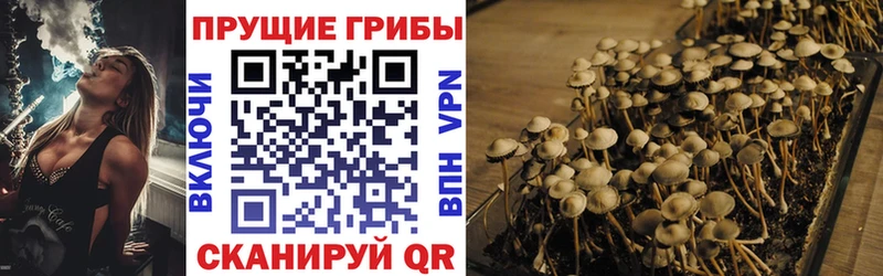 Псилоцибиновые грибы Psilocybe  как найти закладки  Новоалександровск 